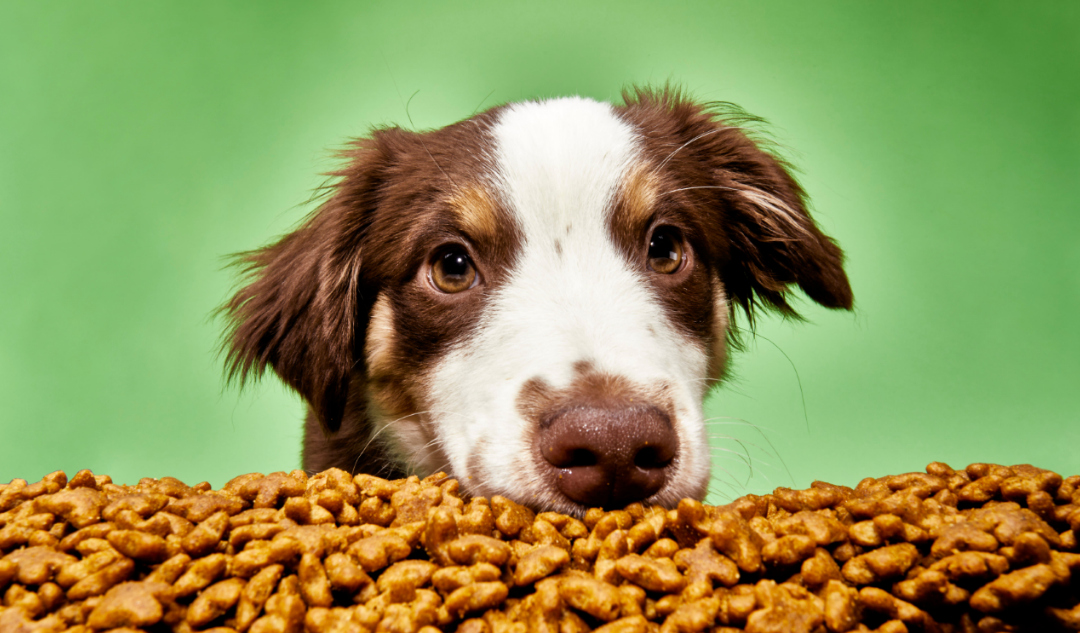 英国宠粮品牌Good Dog Food完成450万美元种子轮融资