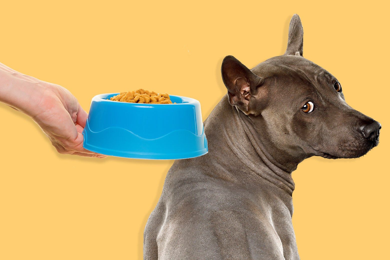 Does your dog need Yummers? Why veterinarians are skeptical of kibble  toppers.