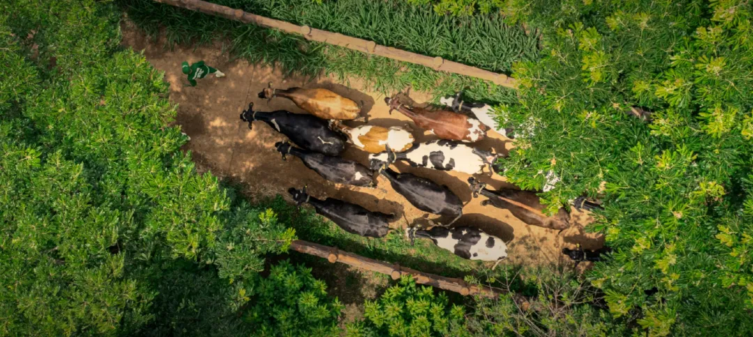 做越南乳制品的No.1，年收24.6亿美元的Vinamilk有何绝招？| 出海零售专题