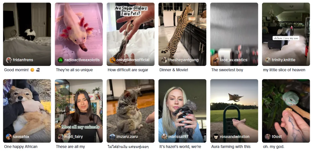 仓鼠、守宫、蜘蛛走红，宠物赛道变天了