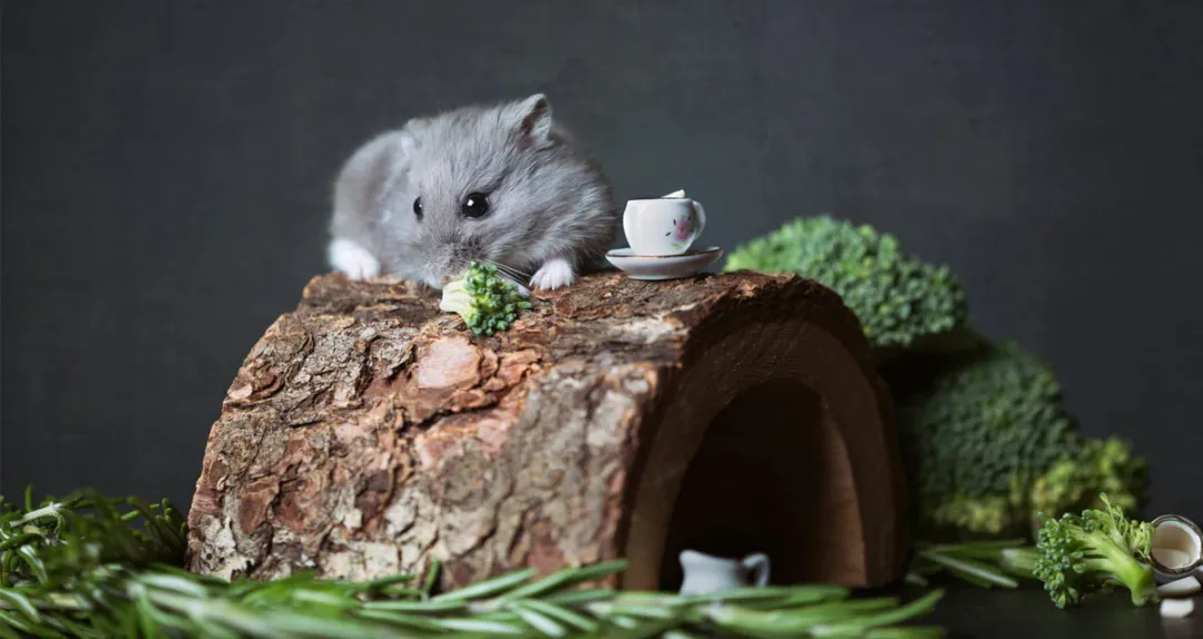 仓鼠、守宫、蜘蛛走红，宠物赛道变天了