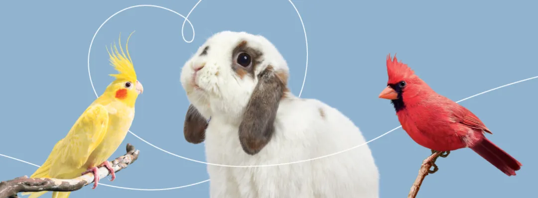 仓鼠、守宫、蜘蛛走红，宠物赛道变天了