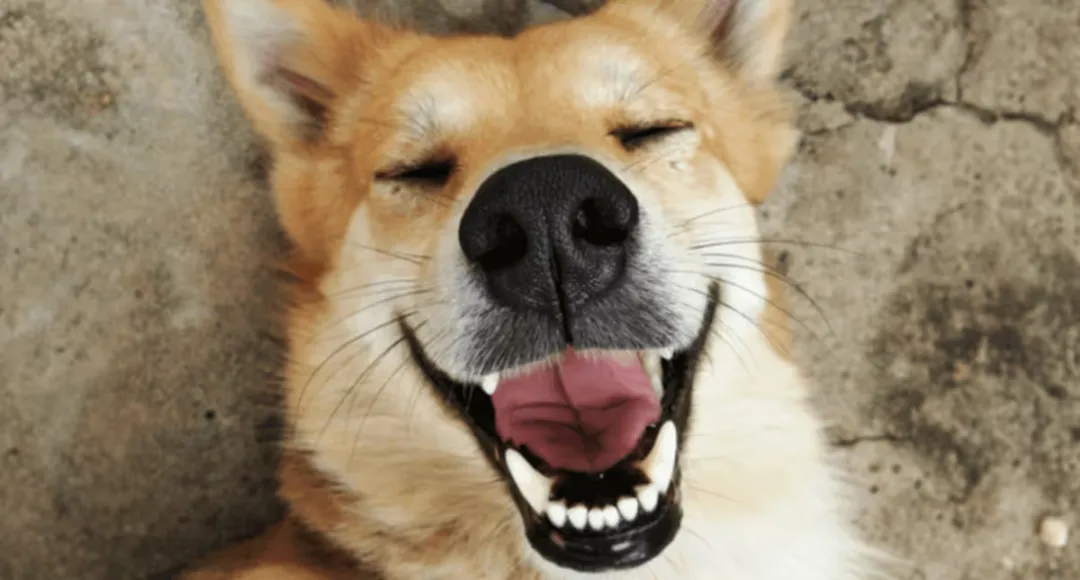 给老年狗狗喂保健品，它年赚2亿美金！