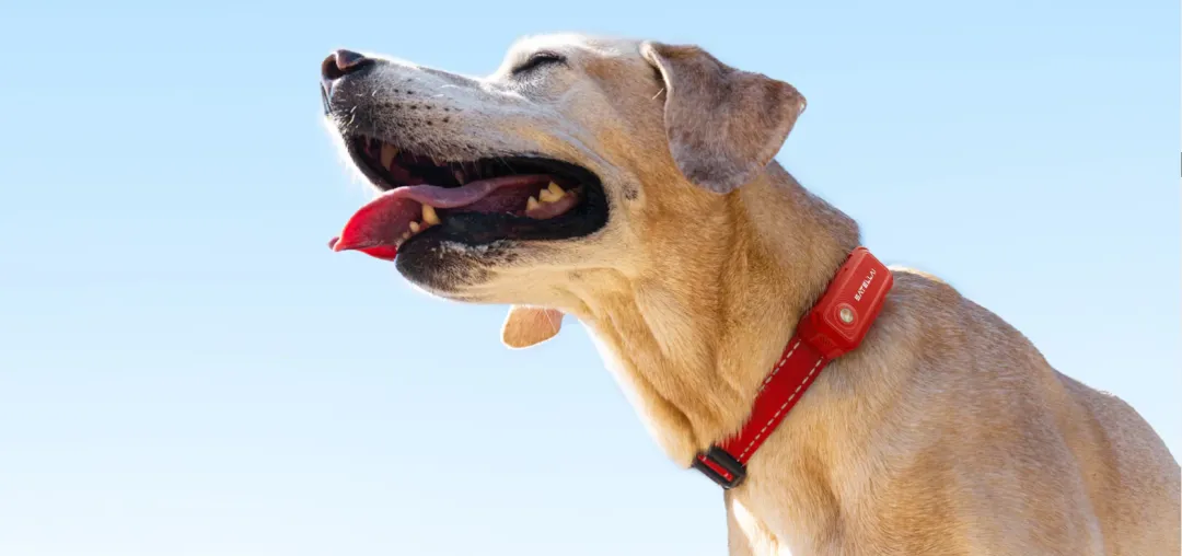 拿下千万级融资，国产宠物品牌上线即走红！