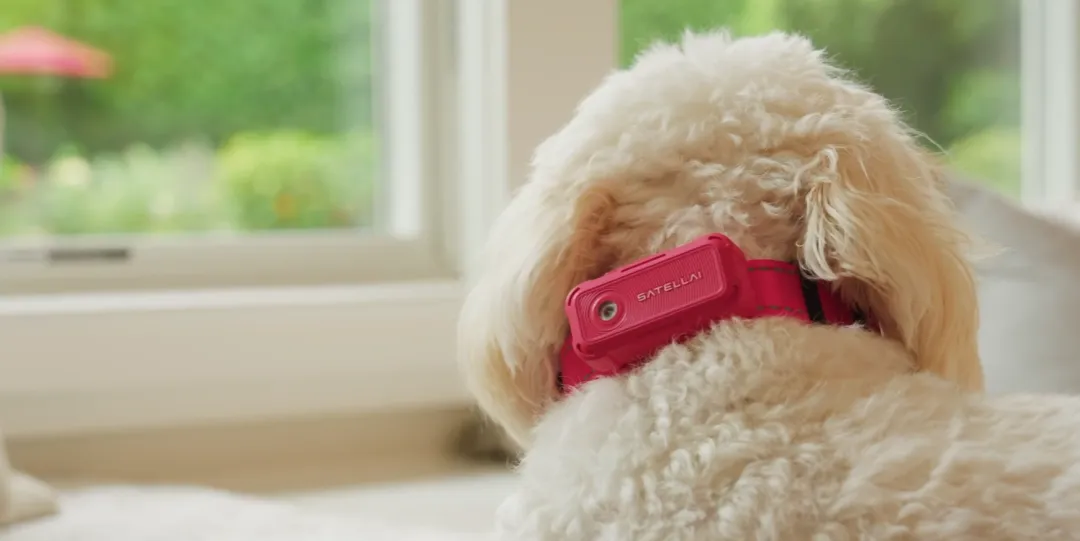 拿下千万级融资，国产宠物品牌上线即走红！