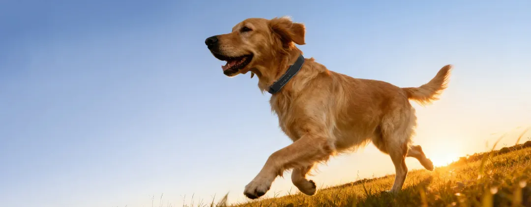 拿下千万级融资，国产宠物品牌上线即走红！