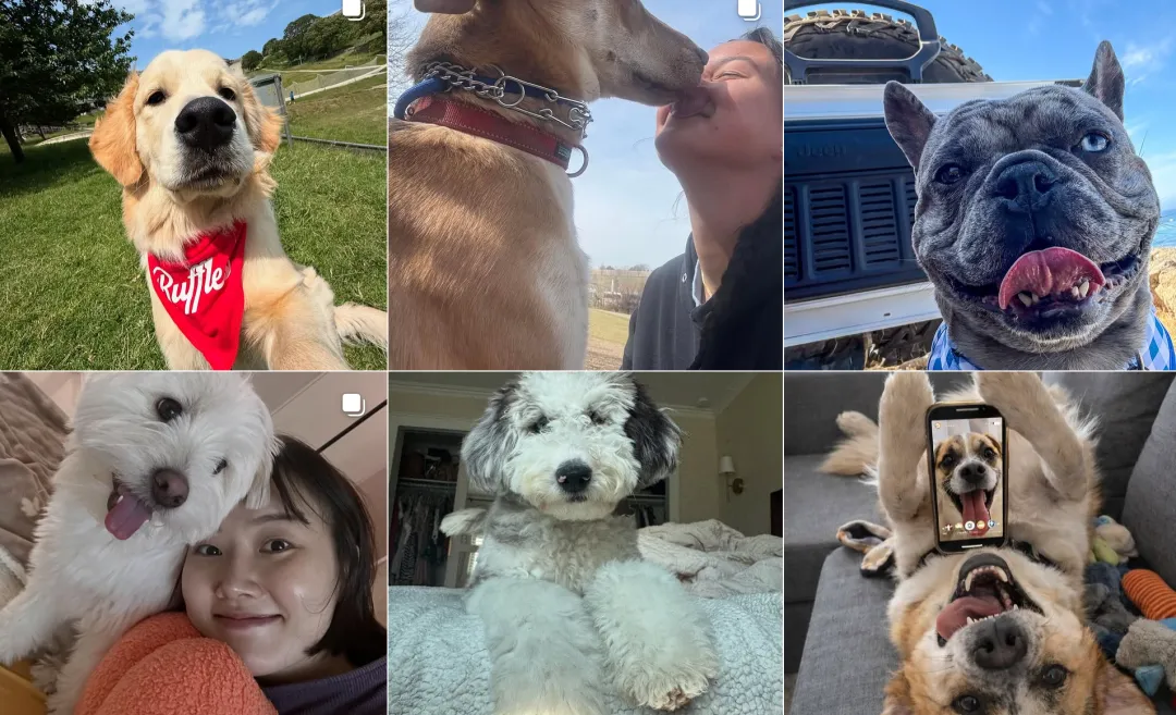 年入千万美金！它把宠物自拍做成大生意！