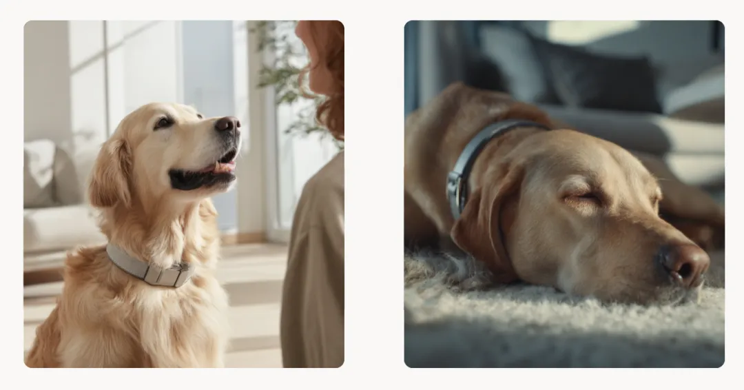 宠物科技新风口，“猫狗翻译官”狂揽5千万融资！