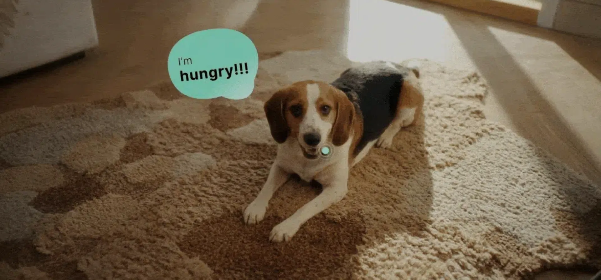 宠物AI科技初创公司「PettiChat」完成100万美元种子轮融资