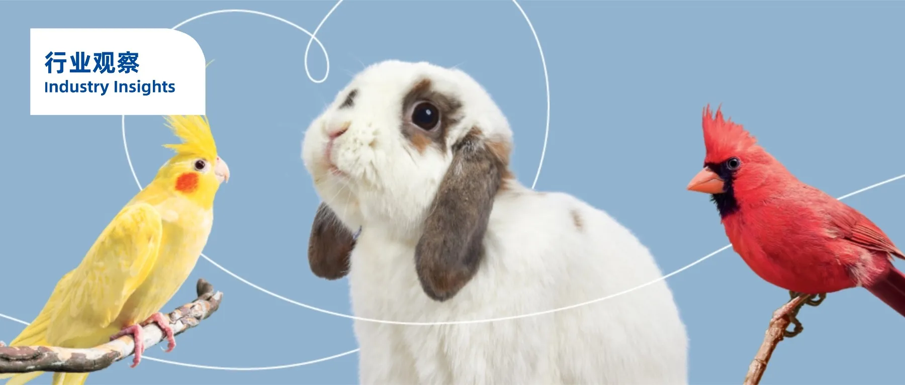 仓鼠、守宫、蜘蛛走红，宠物赛道变天了