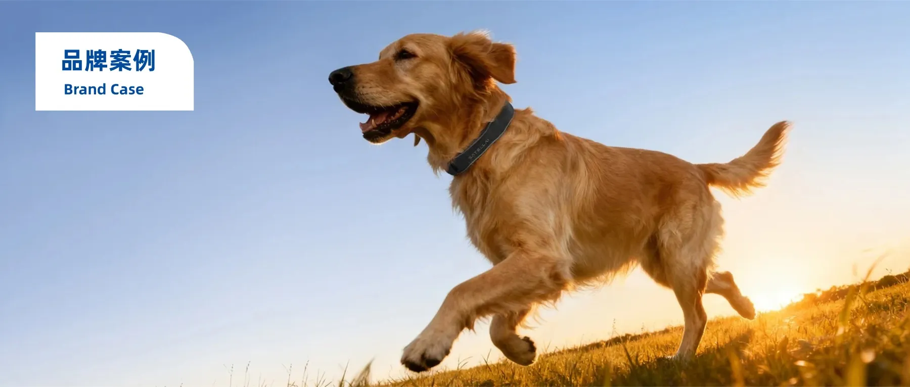 拿下千万级融资，国产宠物品牌上线即走红！